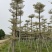 锦叶榄仁移植苗花叶榄仁绿化苗木风景树锦叶榄仁