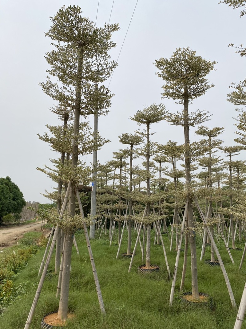 锦叶榄仁移植苗花叶榄仁绿化苗木风景树锦叶榄仁