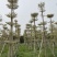 锦叶榄仁移植苗花叶榄仁绿化苗木风景树锦叶榄仁
