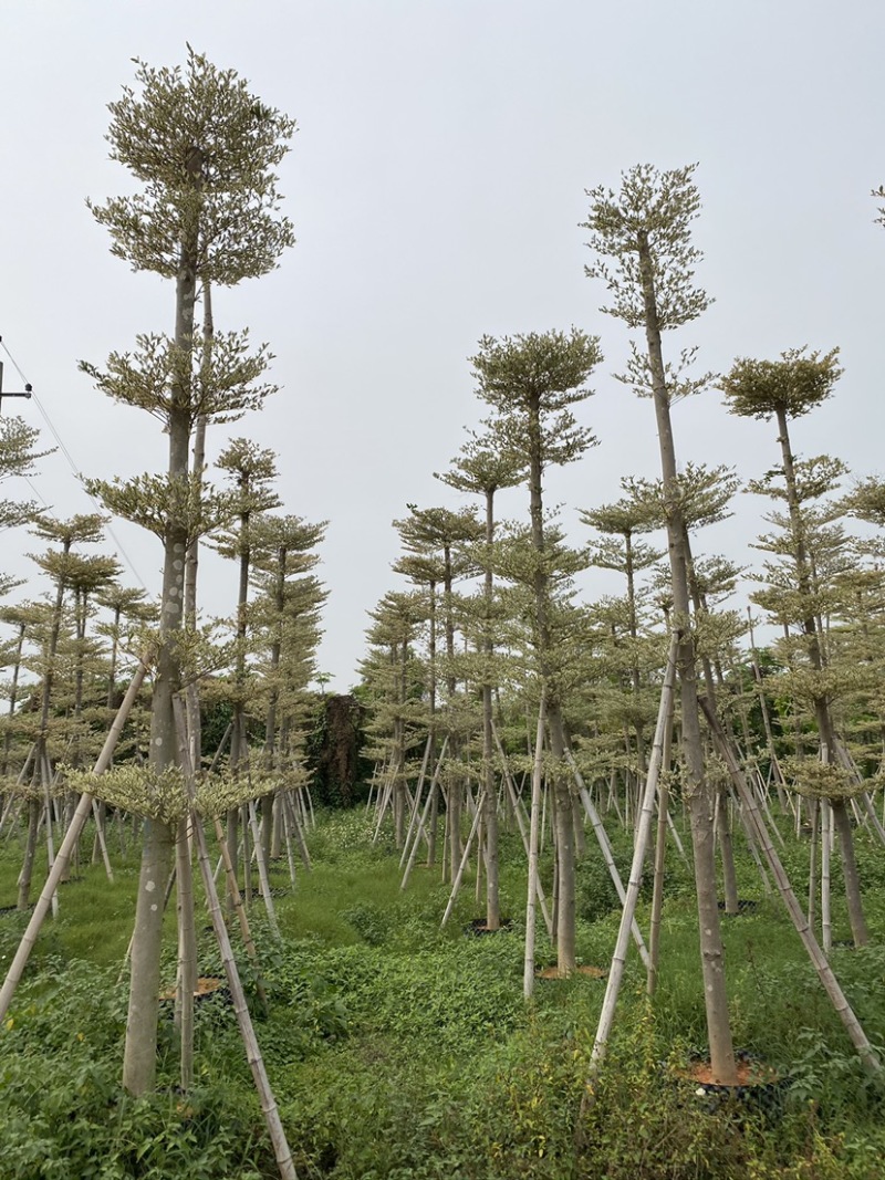 锦叶榄仁移植苗花叶榄仁绿化苗木风景树锦叶榄仁