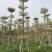 锦叶榄仁移植苗花叶榄仁绿化苗木风景树锦叶榄仁