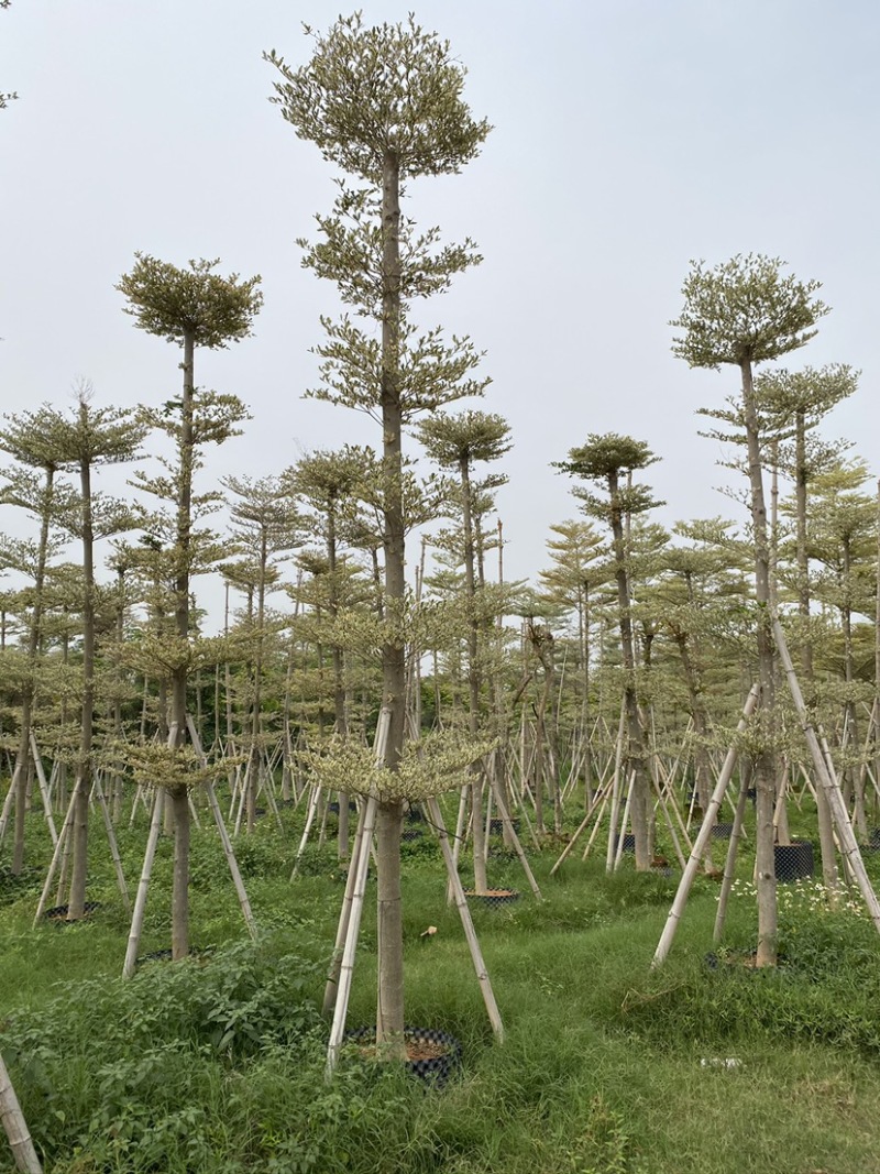 锦叶榄仁移植苗花叶榄仁绿化苗木风景树锦叶榄仁