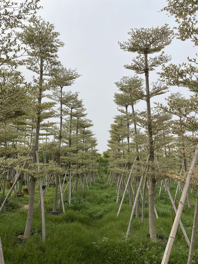 锦叶榄仁移植苗花叶榄仁绿化苗木风景树锦叶榄仁
