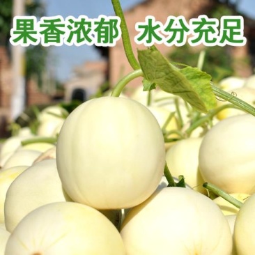 甜瓜小白瓜密糖罐东方密红玉翠梨早雪薄皮