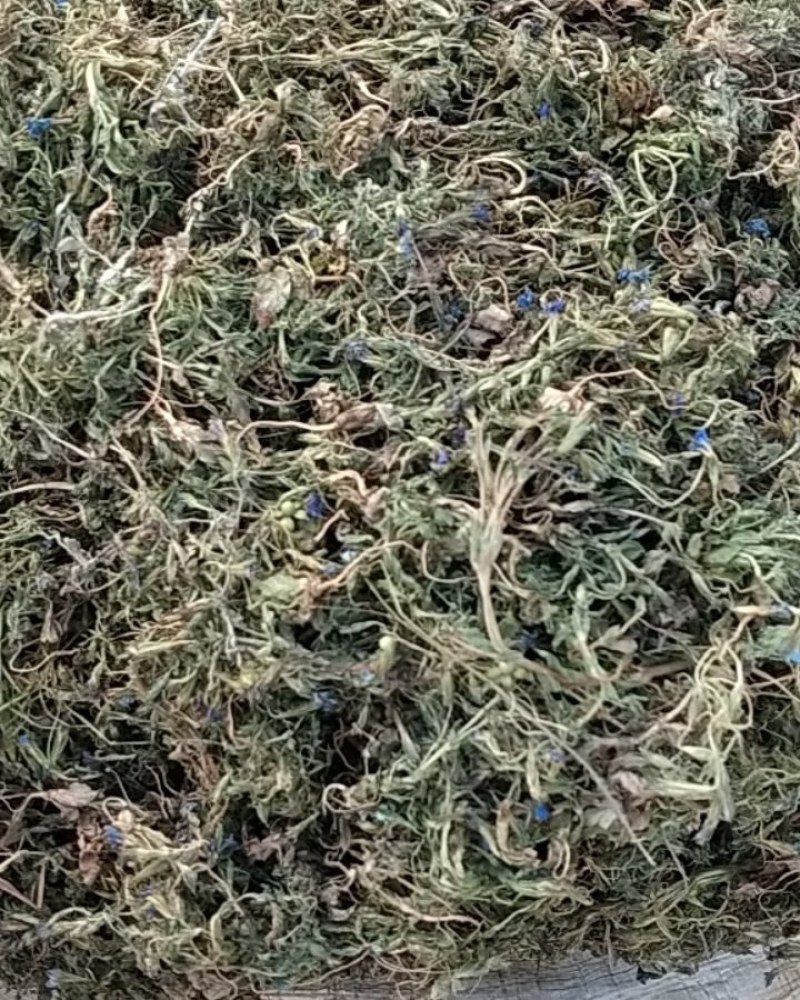 紫花地丁