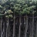 3-5-8-10-12-15公分基地直供天竺桂阴香
