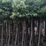 3-5-8-10-12-15公分基地直供天竺桂阴香