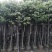 3-5-8-10-12-15公分基地直供天竺桂阴香