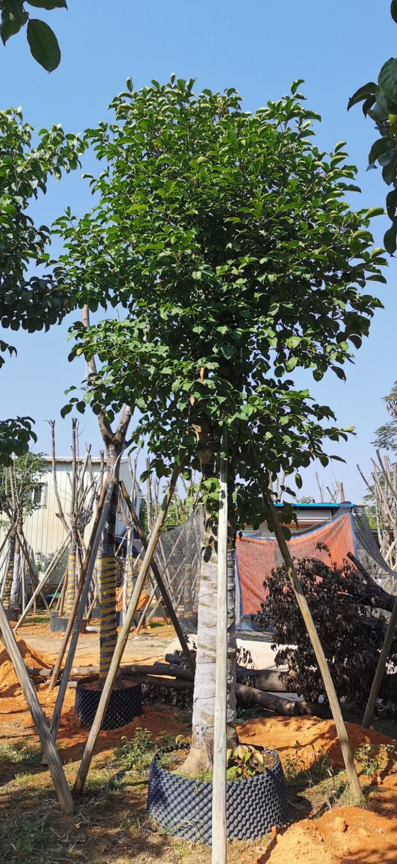 15-18-20公分秋枫基地批发大量供应规格齐全
