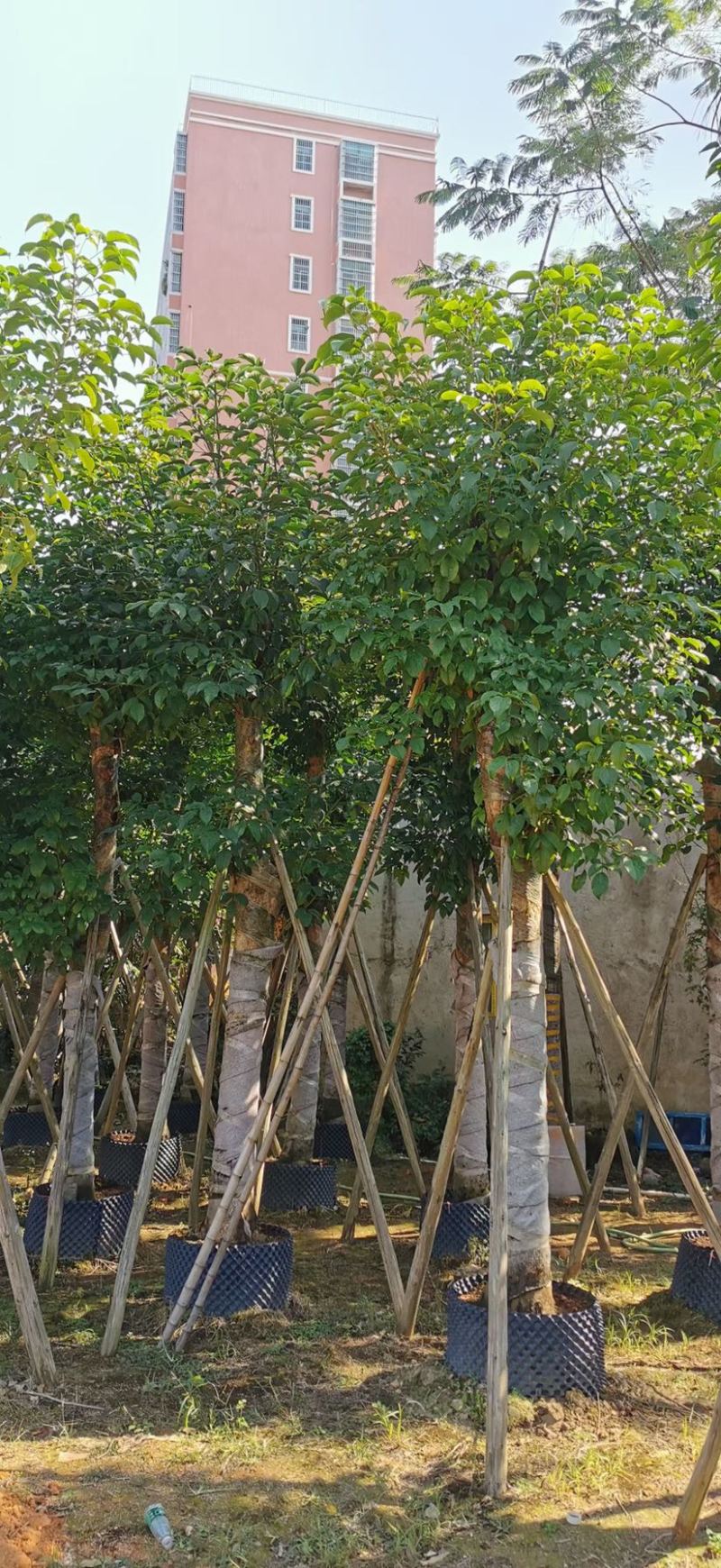 15-18-20公分秋枫基地批发大量供应规格齐全
