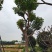 秋枫庭院园林道路绿化工程行道树风景树多规格供应