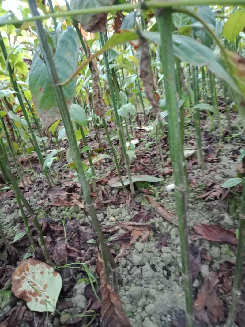 大量批发各种规格的钩藤苗。