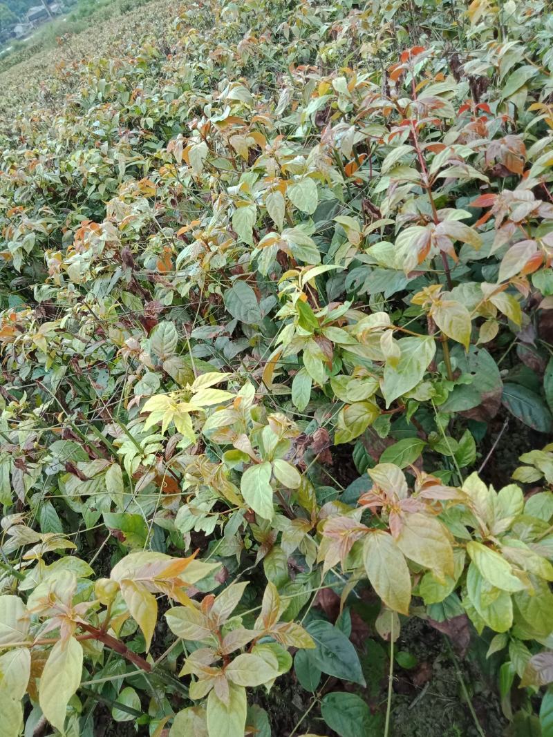 大量批发各种规格的钩藤苗。
