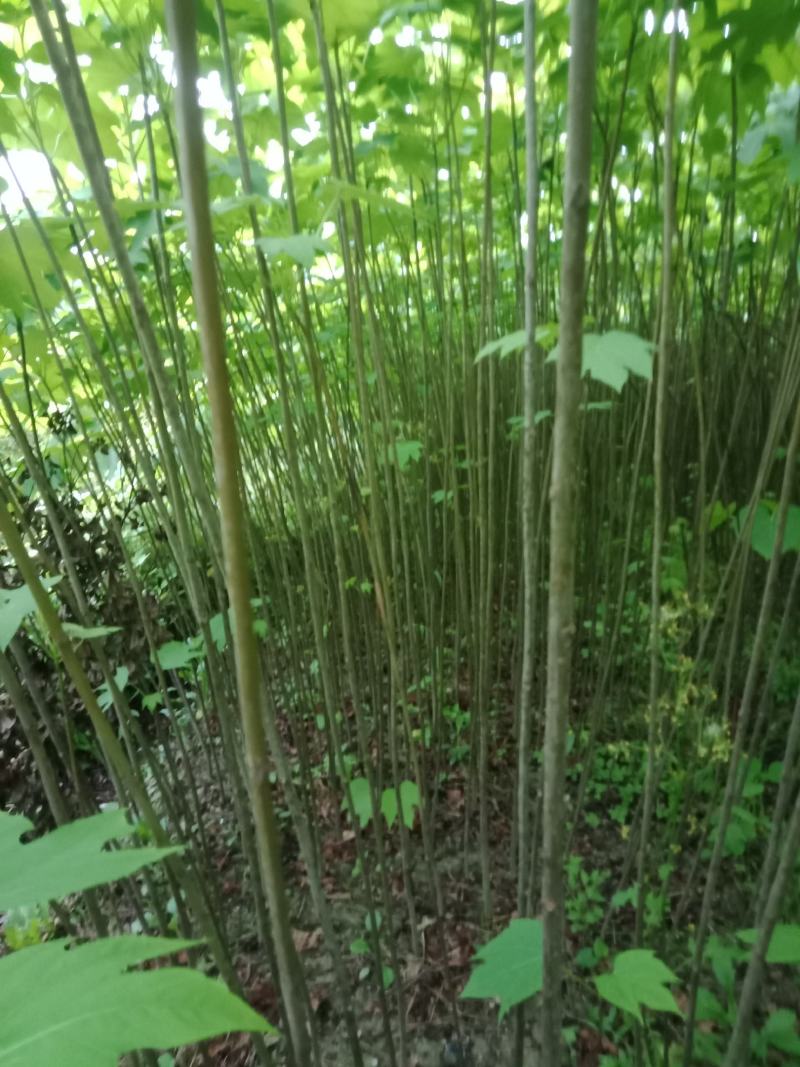大量批发各种规格的铜油苗。