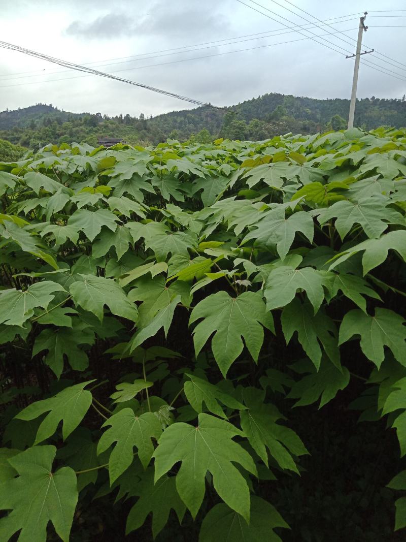 大量批发各种规格的铜油苗。