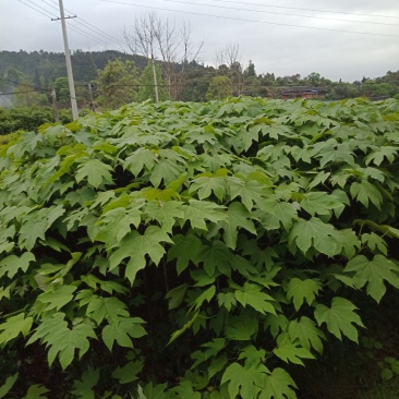 大量批发各种规格的铜油苗。