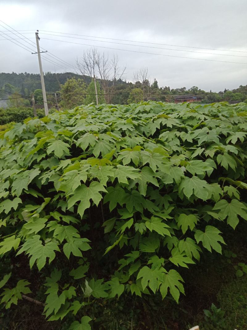 大量批发各种规格的铜油苗。