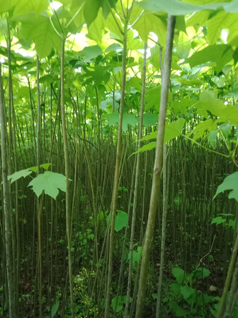 大量批发各种规格的铜油苗。