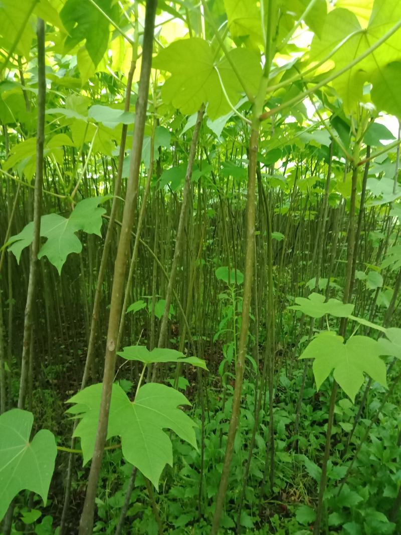大量批发各种规格的铜油苗。