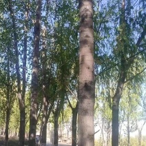 供应杨木