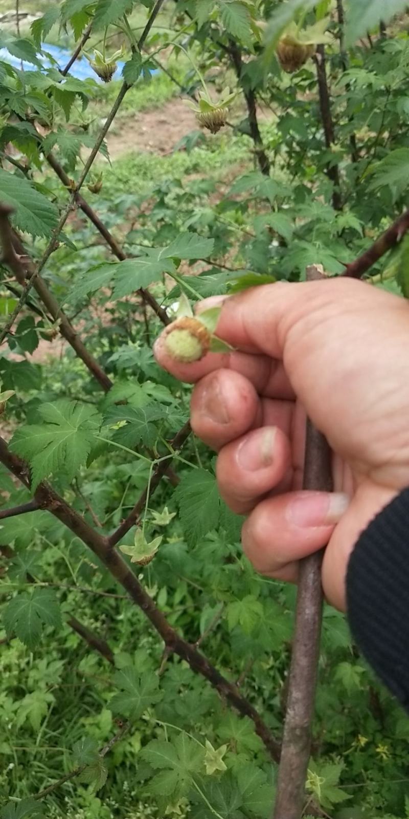 大量收购覆盆子