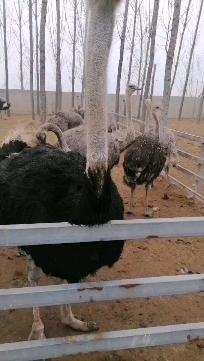 推荐基地直发非洲鸵鸟苗澳洲鸸鹋幼崽包技术包回收