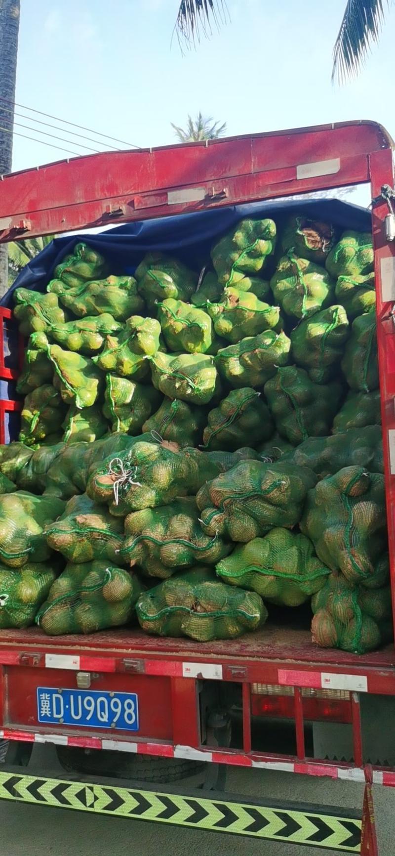 【毛椰子】椰宝阁精品新鲜当季水果椰子老椰子