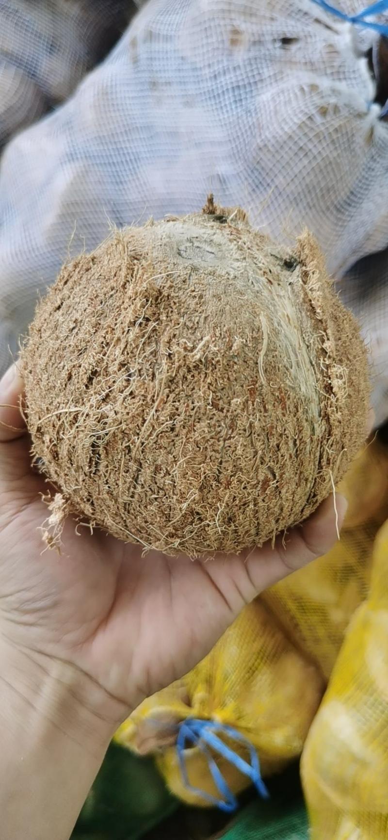 【毛椰子】椰宝阁精品新鲜当季水果椰子老椰子