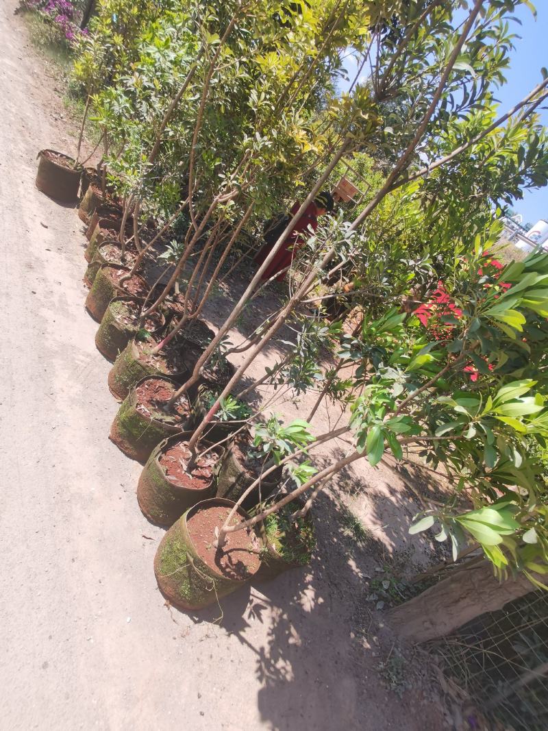 地径2-2.5公分杨梅树袋苗