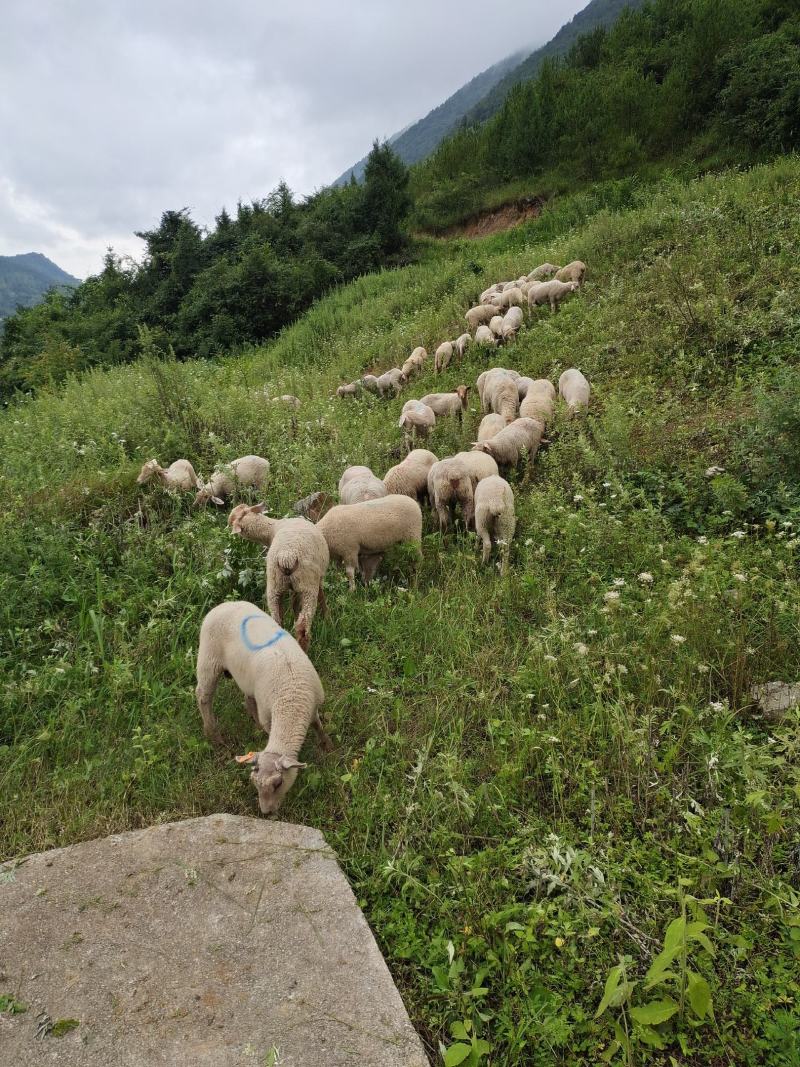 绵羊夏洛来羊，（纯放养）
