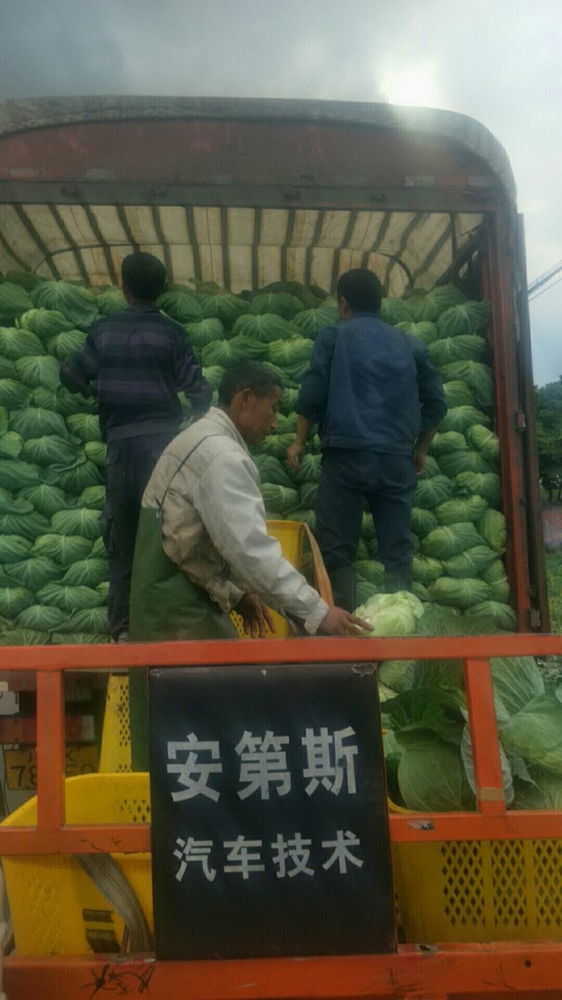 四川甘蓝大量上市，春福莱，红双喜，春晓，五月帅，奧奇娜。