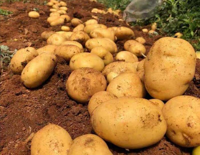 滕州新土豆，新品2-3两电商土豆，价格实惠，大量有货