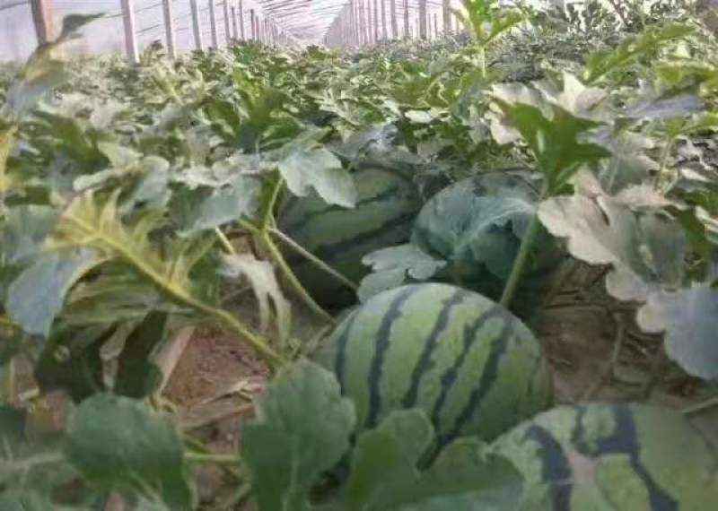 山东西瓜批发甜王西瓜大量上市一手货源全国发货