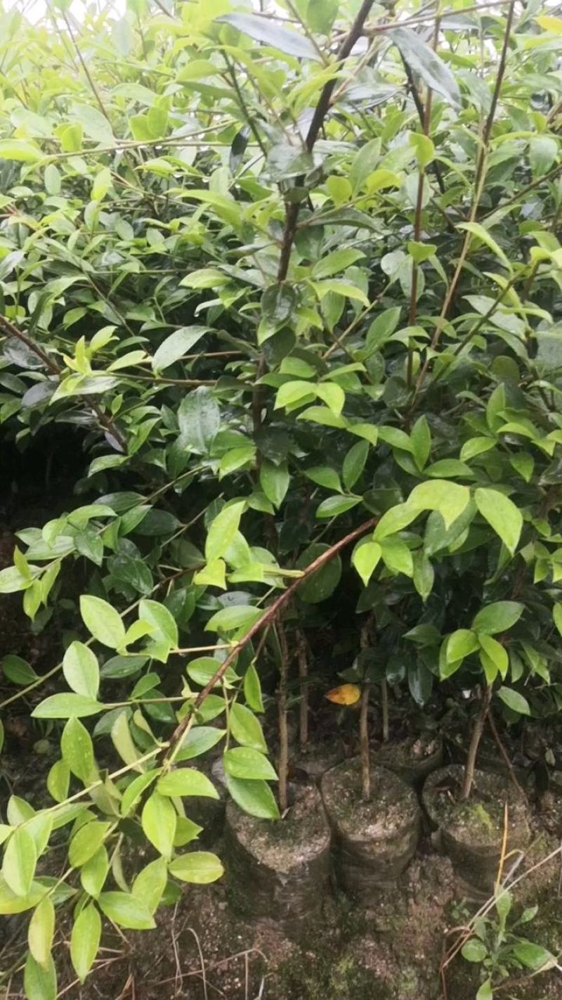 大量供应油茶苗，基地直销质量保证价格优惠，欢迎客户订购