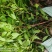 大量供应油茶苗，基地直销质量保证价格优惠，欢迎客户订购