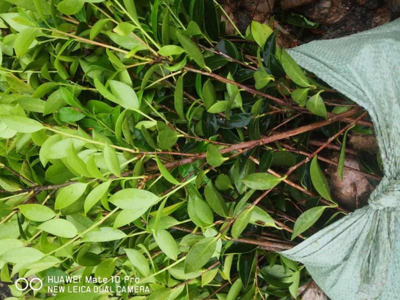 大量供应油茶苗，基地直销质量保证价格优惠，欢迎客户订购