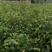 大量供应油茶苗，基地直销质量保证价格优惠，欢迎客户订购