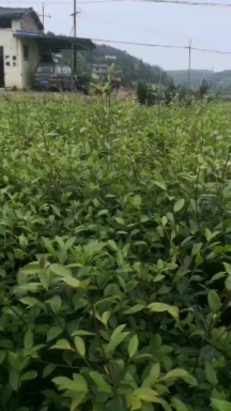 大量供应油茶苗，基地直销质量保证价格优惠，欢迎客户订购