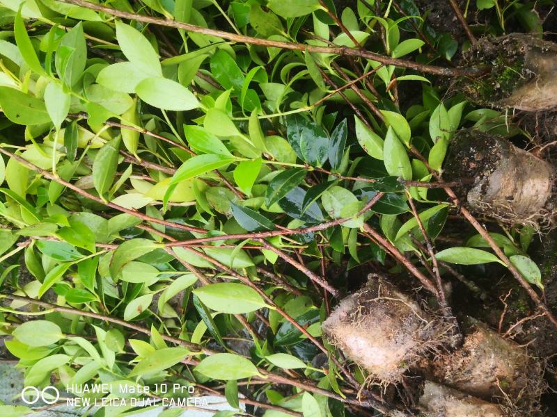 大量供应油茶苗，基地直销质量保证价格优惠，欢迎客户订购