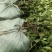 大量供应油茶苗，基地直销质量保证价格优惠，欢迎客户订购
