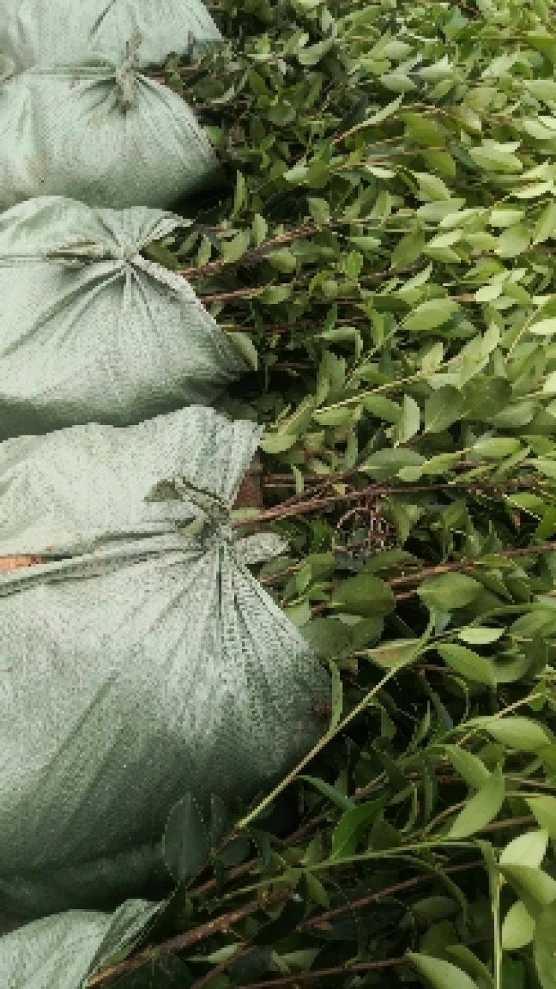 大量供应油茶苗，基地直销质量保证价格优惠，欢迎客户订购