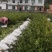 大量供应油茶苗，基地直销质量保证价格优惠，欢迎客户订购