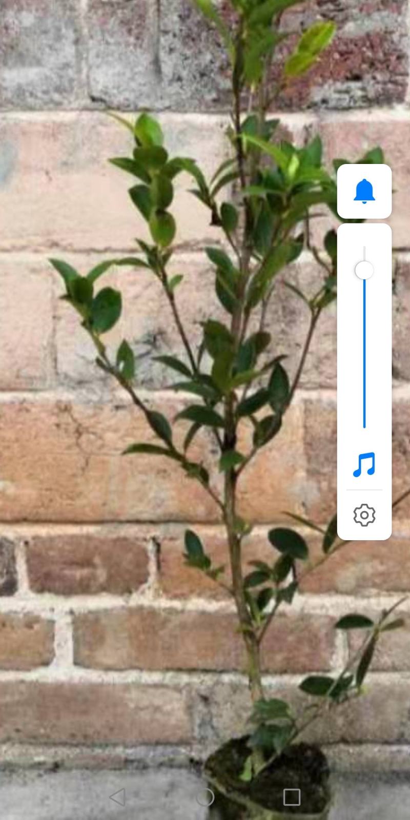 大量供应油茶苗，基地直销质量保证价格优惠，欢迎客户订购