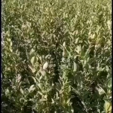 大量供应油茶苗，基地直销质量保证价格优惠，欢迎客户订购