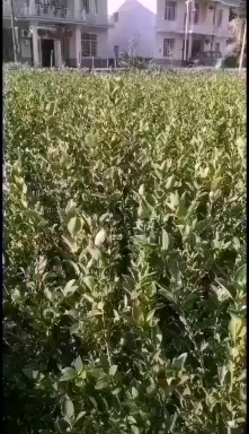 大量供应油茶苗，基地直销质量保证价格优惠，欢迎客户订购
