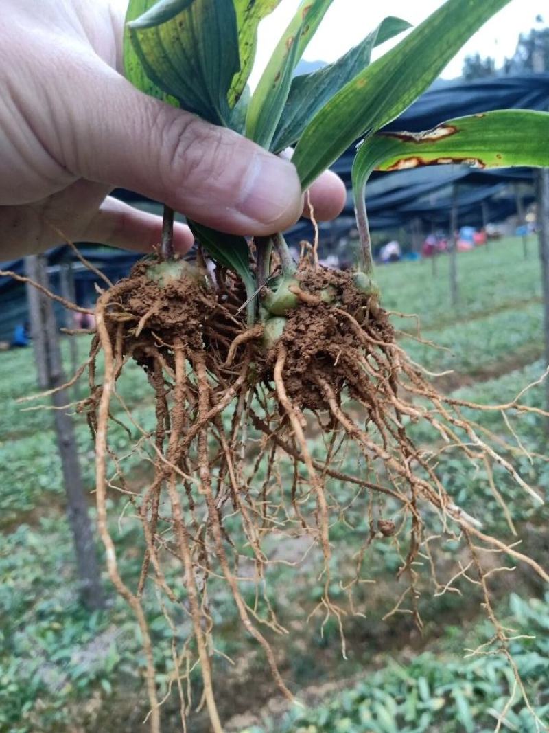 黄精苗子