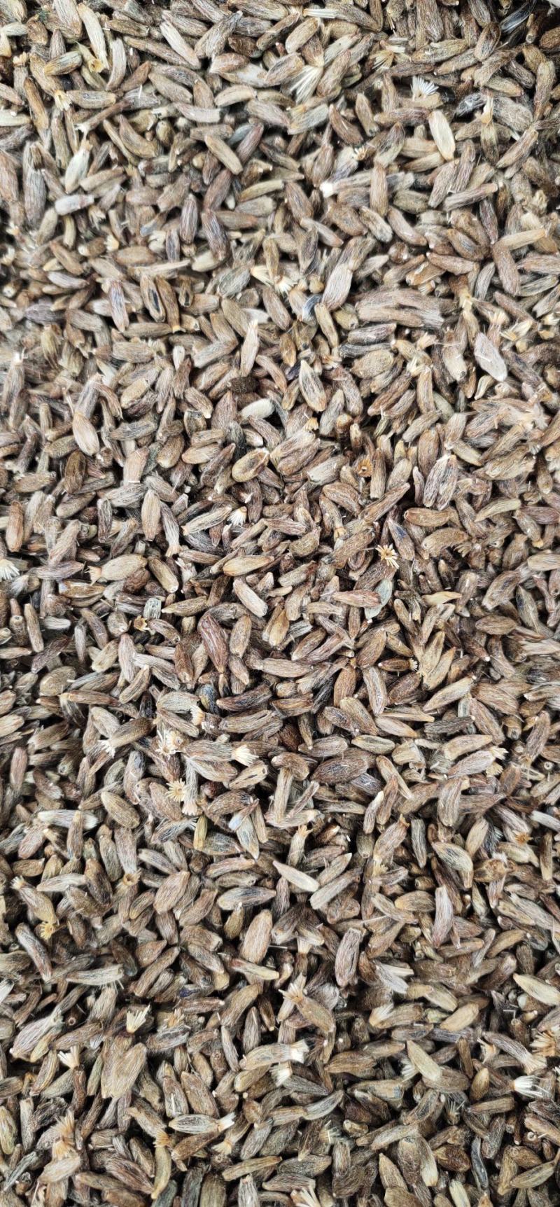 改良纯新白术种籽发芽率九十
