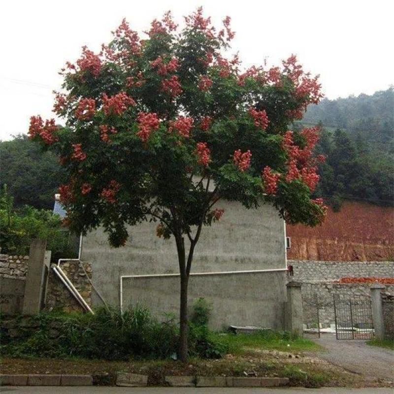 栾树种子南栾北栾黄山栾种子灯笼树种子园林绿化树种春秋