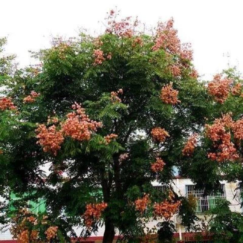 栾树种子南栾北栾黄山栾种子灯笼树种子园林绿化树种春秋