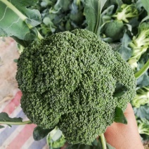 精品西兰花大量上货，0.8--1.2斤，质量优，欢迎选购